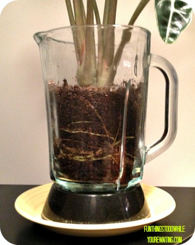 Roots in Pitcher