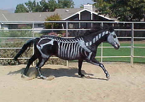 Skeleton-Horse
