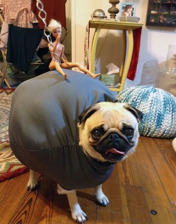 Pug Wrecking Ball