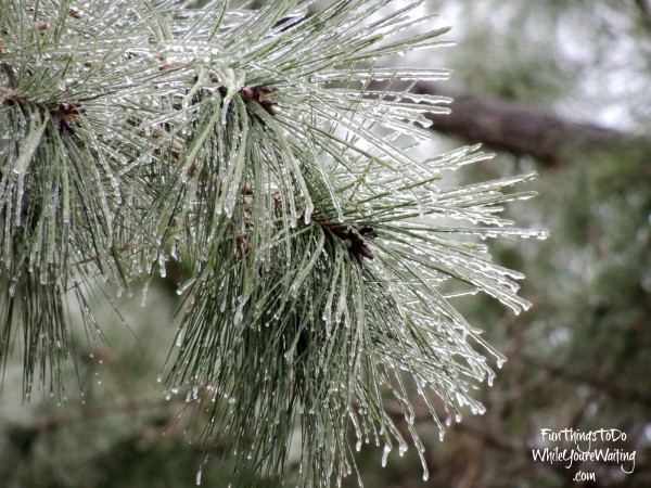 Icy Pine Needles