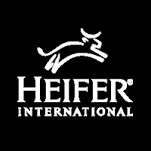 heifer