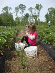 Iris examines Strawberry