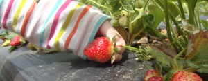 Iris picks a strawberry