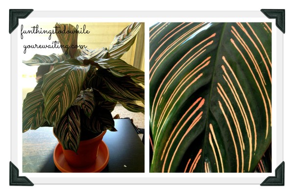 calathea collage