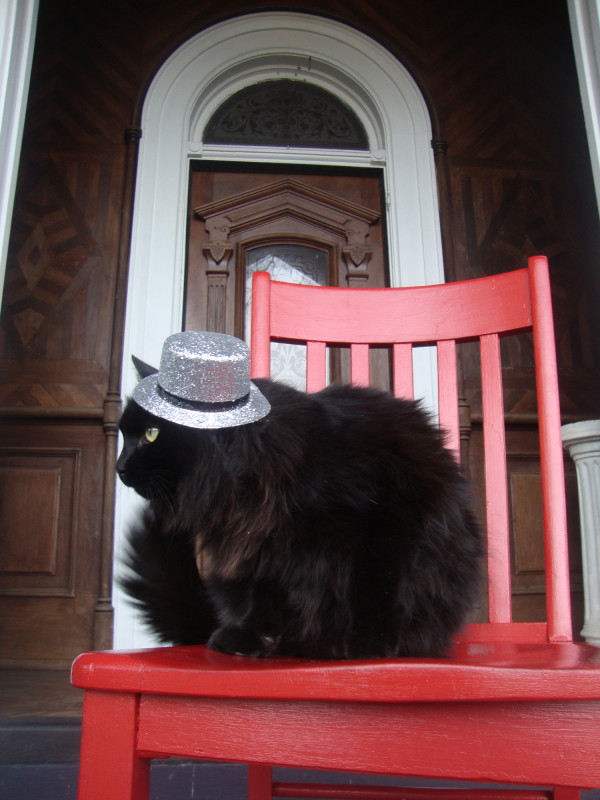 Dashing Cat in a Hat