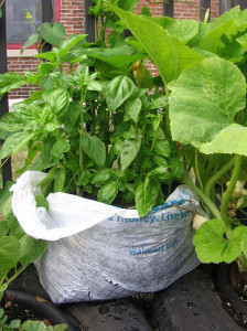 Gardening in a plastic Bag